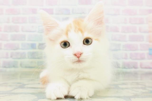 ノルウェージャン・フォレストキャット