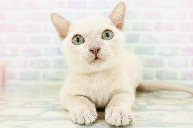 栃木県のトンキニーズ (Coo&RIKU小山店/2026年6月30日生まれ/女の子/プラチナミンク)の子猫の1枚目の画像