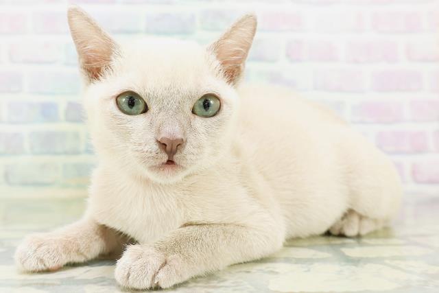 栃木県のトンキニーズ (Coo&RIKU小山店/2026年6月30日生まれ/女の子/プラチナミンク)の子猫の2枚目の画像