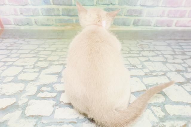栃木県のトンキニーズ (Coo&RIKU小山店/2026年6月30日生まれ/女の子/プラチナミンク)の子猫の4枚目の画像