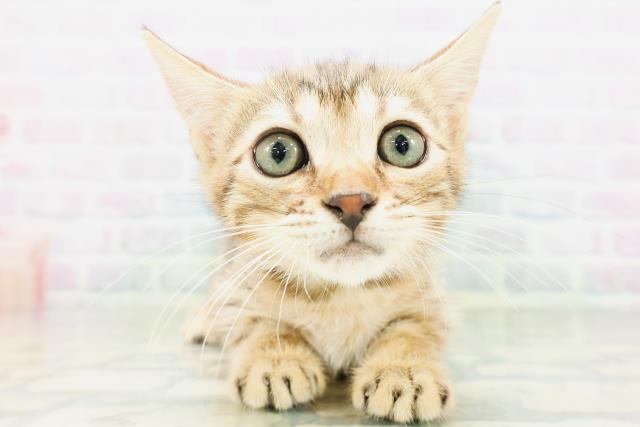 ジェネッタ