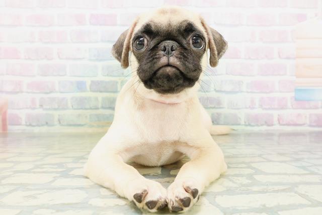 東京都のパグ (Coo&RIKU八王子西店/2026年7月27日生まれ/女の子/フォーン)の子犬の1枚目の画像