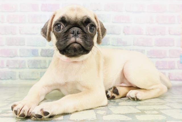 東京都のパグ (Coo&RIKU八王子西店/2026年7月27日生まれ/女の子/フォーン)の子犬の2枚目の画像