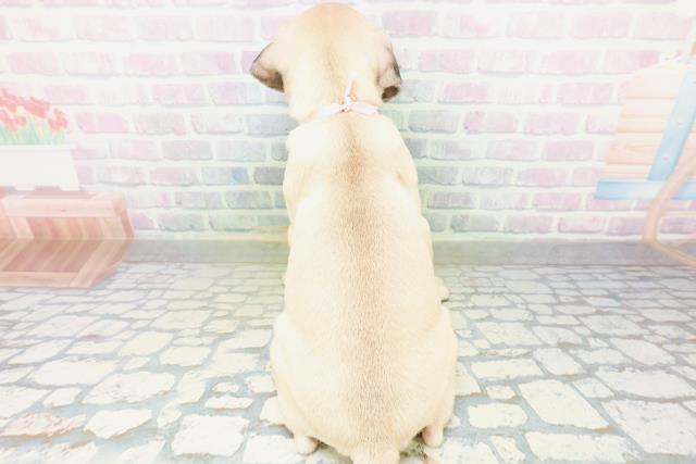 東京都のパグ (Coo&RIKU八王子西店/2026年7月27日生まれ/女の子/フォーン)の子犬の4枚目の画像