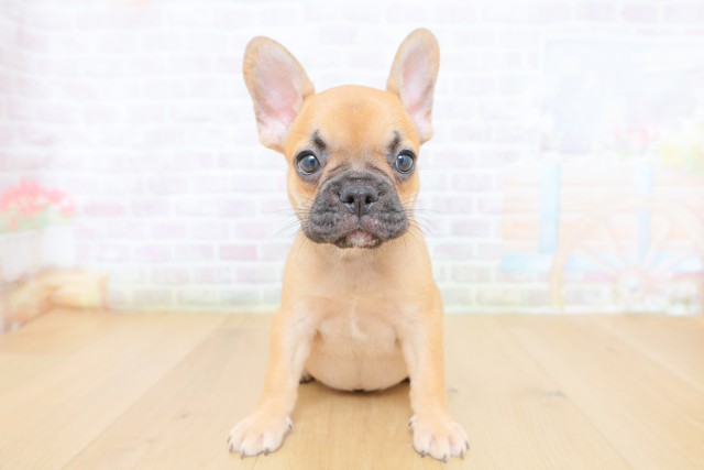 岩手県のフレンチブルドッグ (Coo&RIKU一関店/2026年8月10日生まれ/女の子/フォーンホワイト)の子犬の1枚目の画像