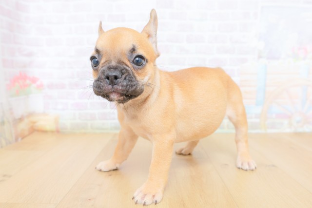 岩手県のフレンチブルドッグ (Coo&RIKU一関店/2026年8月10日生まれ/女の子/フォーンホワイト)の子犬の2枚目の画像