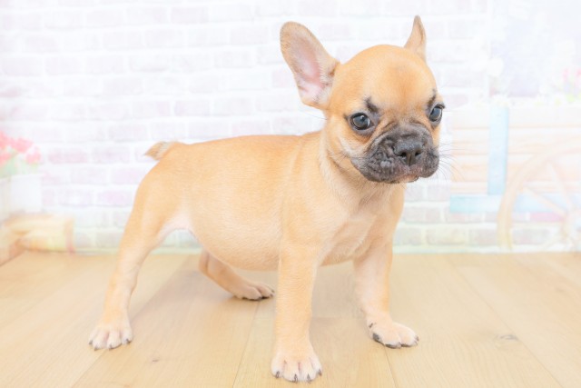 岩手県のフレンチブルドッグ (Coo&RIKU一関店/2026年8月10日生まれ/女の子/フォーンホワイト)の子犬の3枚目の画像