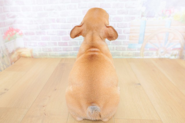 岩手県のフレンチブルドッグ (Coo&RIKU一関店/2026年8月10日生まれ/女の子/フォーンホワイト)の子犬の4枚目の画像