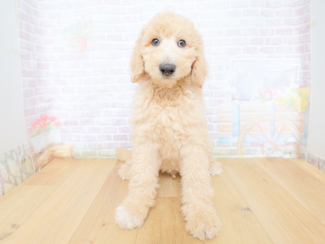 スタンダードプードル