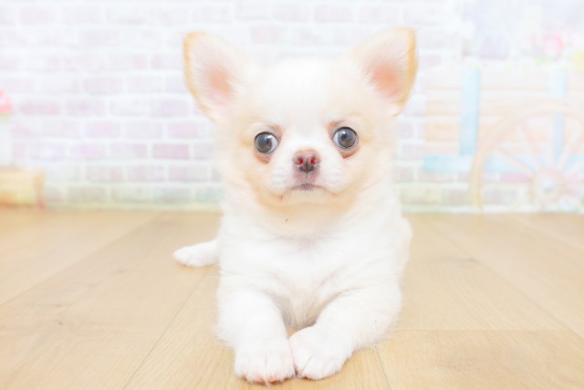 山形県のチワワ(ロング) (Coo&RIKU山形店/2026年8月12日生まれ/女の子/ホワイトクリーム)の子犬の1枚目の画像