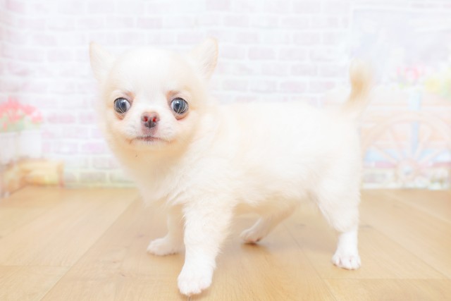 山形県のチワワ(ロング) (Coo&RIKU山形店/2026年8月12日生まれ/女の子/ホワイトクリーム)の子犬の2枚目の画像