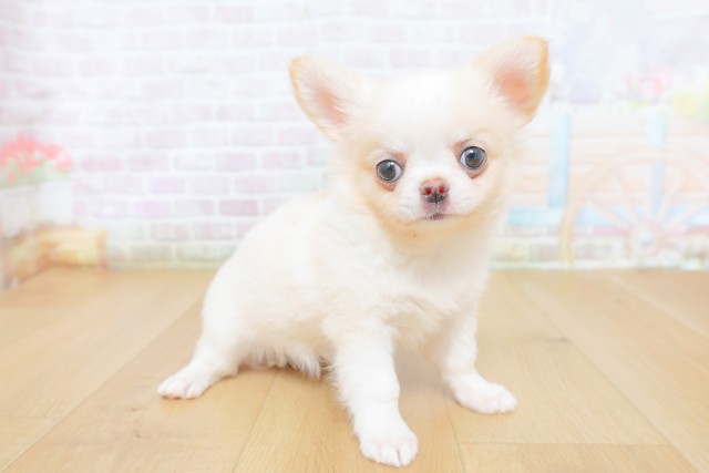 山形県のチワワ(ロング) (Coo&RIKU山形店/2026年8月12日生まれ/女の子/ホワイトクリーム)の子犬の3枚目の画像