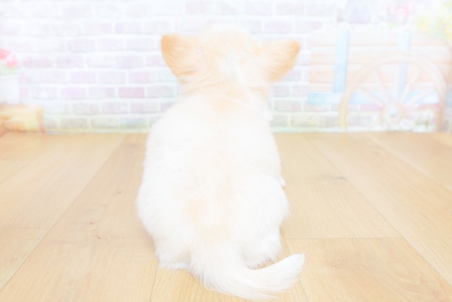 山形県のチワワ(ロング) (Coo&RIKU山形店/2026年8月12日生まれ/女の子/ホワイトクリーム)の子犬の4枚目の画像