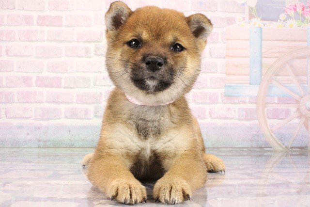 兵庫県の豆柴 (Coo&RIKU神戸東灘店/2026年8月13日生まれ/女の子/赤)の子犬の1枚目の画像