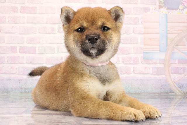 兵庫県の豆柴 (Coo&RIKU神戸東灘店/2026年8月13日生まれ/女の子/赤)の子犬の2枚目の画像
