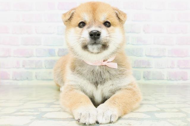 沖縄県の柴犬(標準サイズ) (Coo&RIKU沖縄浦添店/2026年8月17日生まれ/女の子/赤)の子犬の1枚目の画像