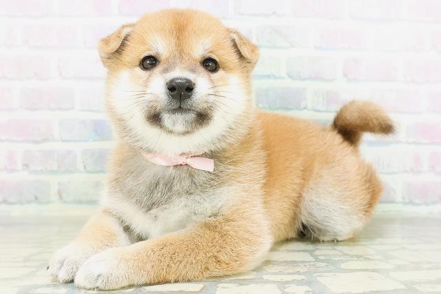 沖縄県の柴犬(標準サイズ) (Coo&RIKU沖縄浦添店/2026年8月17日生まれ/女の子/赤)の子犬の2枚目の画像