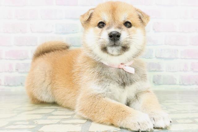 沖縄県の柴犬(標準サイズ) (Coo&RIKU沖縄浦添店/2026年8月17日生まれ/女の子/赤)の子犬の3枚目の画像