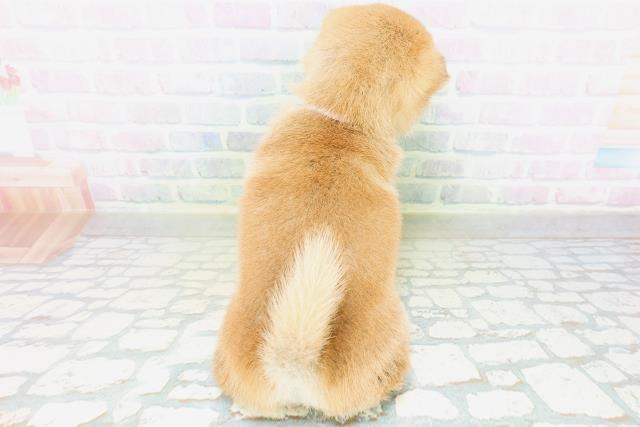 沖縄県の柴犬(標準サイズ) (Coo&RIKU沖縄浦添店/2026年8月17日生まれ/女の子/赤)の子犬の4枚目の画像