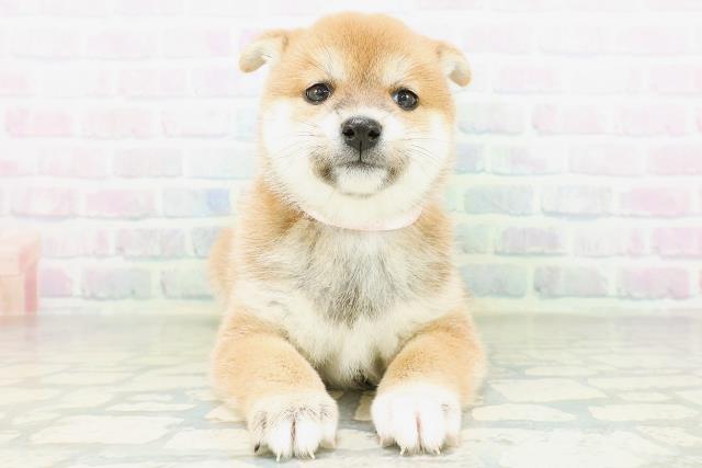 柴犬