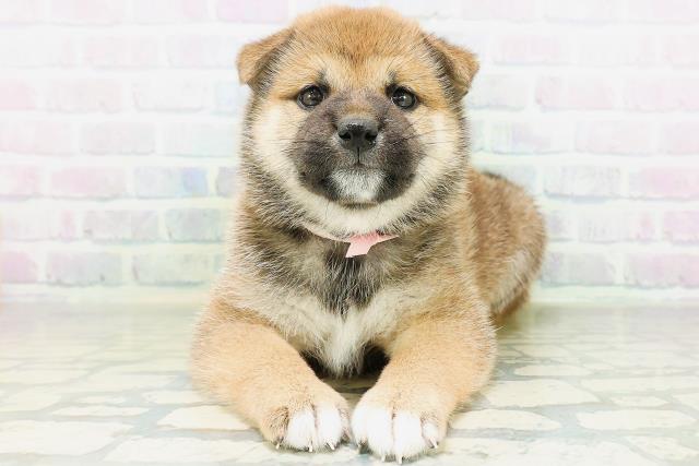 柴犬