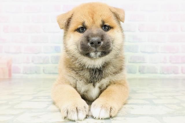 柴犬