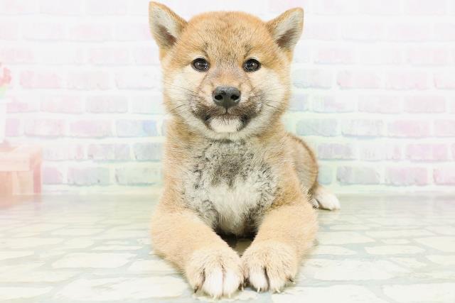 柴犬