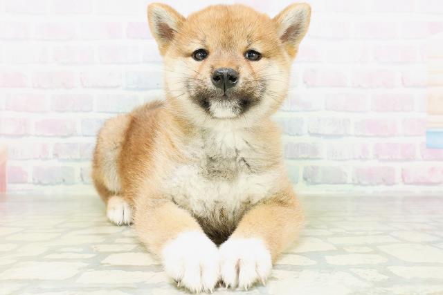 柴犬