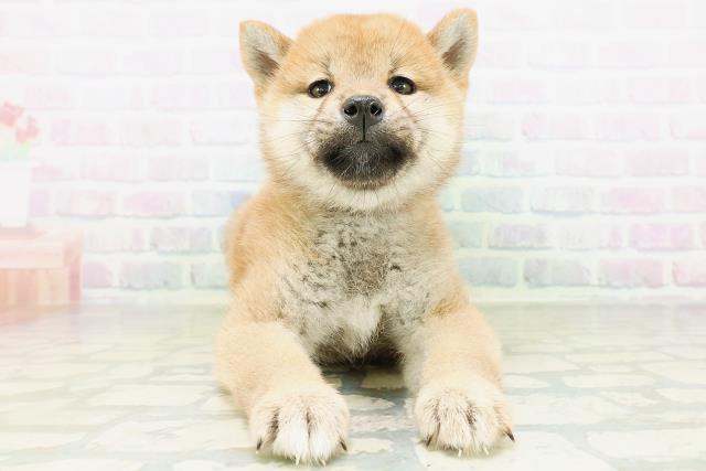 柴犬