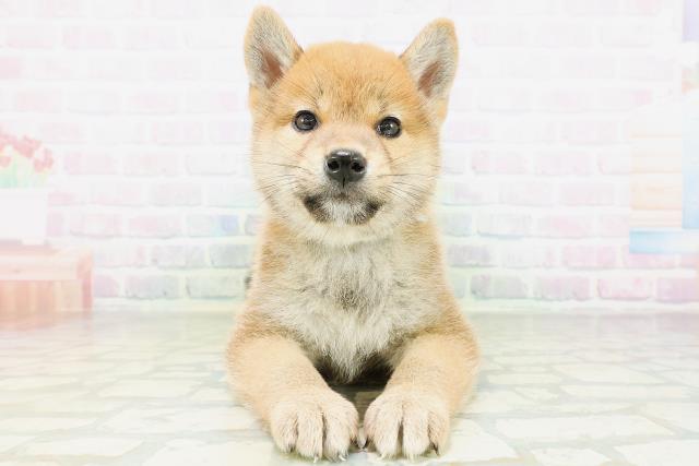 柴犬