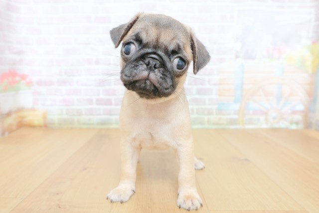 宮城県のパグ (Coo&RIKU石巻店/2026年8月15日生まれ/男の子/フォーン)の子犬の1枚目の画像