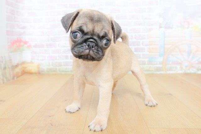 宮城県のパグ (Coo&RIKU石巻店/2026年8月15日生まれ/男の子/フォーン)の子犬の2枚目の画像