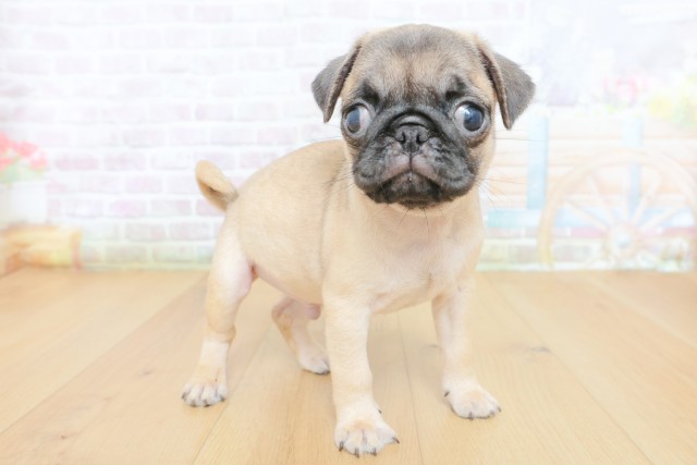 宮城県のパグ (Coo&RIKU石巻店/2026年8月15日生まれ/男の子/フォーン)の子犬の3枚目の画像