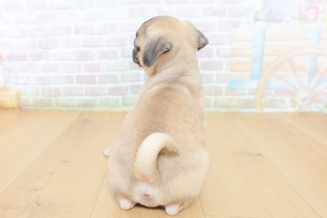 宮城県のパグ (Coo&RIKU石巻店/2026年8月15日生まれ/男の子/フォーン)の子犬の4枚目の画像