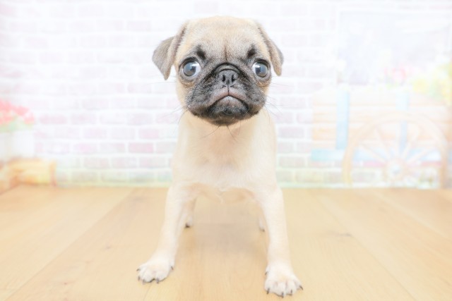 神奈川県のパグ (Coo&RIKU横浜旭店/2026年8月15日生まれ/女の子/フォーン)の子犬の1枚目の画像