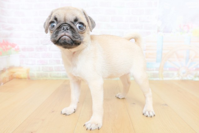 神奈川県のパグ (Coo&RIKU横浜旭店/2026年8月15日生まれ/女の子/フォーン)の子犬の2枚目の画像