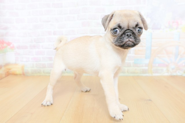 神奈川県のパグ (Coo&RIKU横浜旭店/2026年8月15日生まれ/女の子/フォーン)の子犬の3枚目の画像