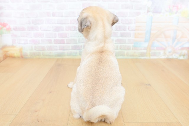 神奈川県のパグ (Coo&RIKU横浜旭店/2026年8月15日生まれ/女の子/フォーン)の子犬の4枚目の画像