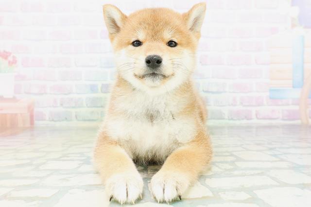 柴犬