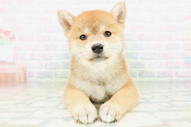 柴犬