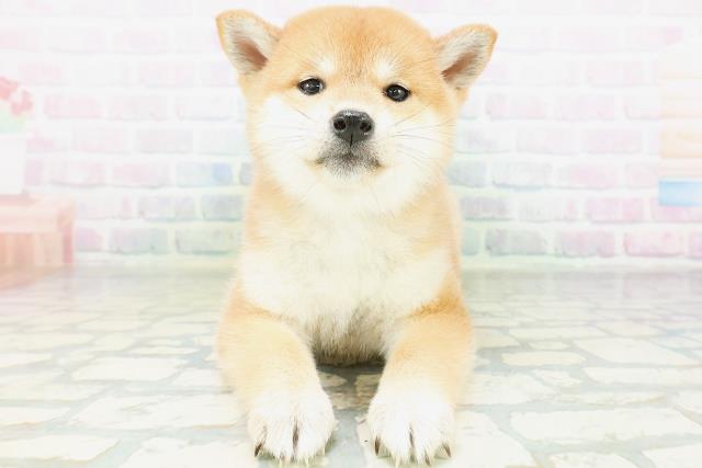 柴犬