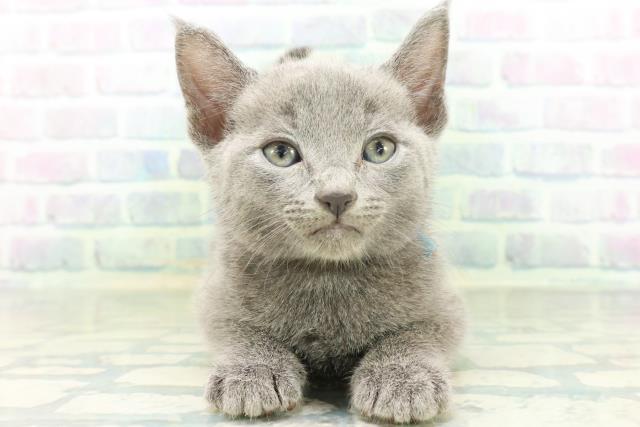 群馬県のロシアンブルー (Coo&RIKU伊勢崎店/2026年8月18日生まれ/男の子/ブルー)の子猫の1枚目の画像