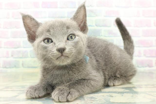 群馬県のロシアンブルー (Coo&RIKU伊勢崎店/2026年8月18日生まれ/男の子/ブルー)の子猫の2枚目の画像
