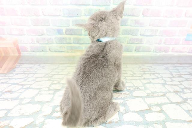 群馬県のロシアンブルー (Coo&RIKU伊勢崎店/2026年8月18日生まれ/男の子/ブルー)の子猫の4枚目の画像