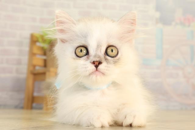 三重県のミヌエット (Coo&RIKU四日市店/2026年7月9日生まれ/男の子/チンチラシルバーホワイト)の子猫の1枚目の画像