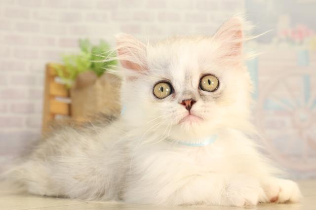 三重県のミヌエット (Coo&RIKU四日市店/2026年7月9日生まれ/男の子/チンチラシルバーホワイト)の子猫の2枚目の画像