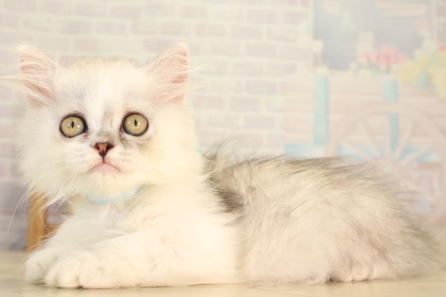 三重県のミヌエット (Coo&RIKU四日市店/2026年7月9日生まれ/男の子/チンチラシルバーホワイト)の子猫の3枚目の画像
