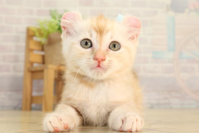 静岡県のアメリカンカール (Coo&RIKU浜松店/2026年8月14日生まれ/男の子/カメオタビー)の子猫の1枚目の画像