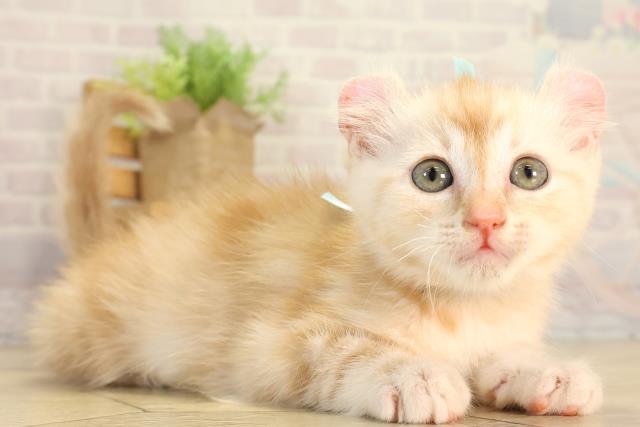 静岡県のアメリカンカール (Coo&RIKU浜松店/2026年8月14日生まれ/男の子/カメオタビー)の子猫の2枚目の画像