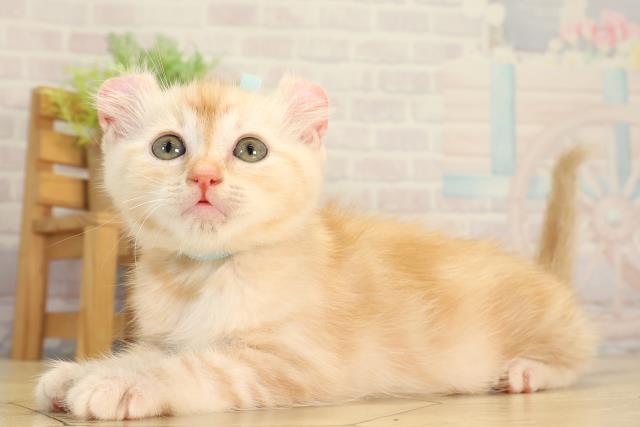静岡県のアメリカンカール (Coo&RIKU浜松店/2026年8月14日生まれ/男の子/カメオタビー)の子猫の3枚目の画像
